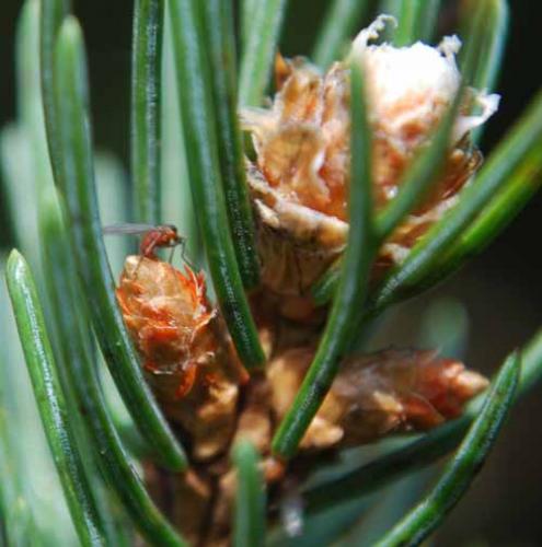 Spruce gall midge adult female laying eggs between bud scales.